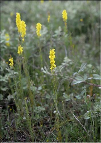 Linaria_ angustissima1_SP