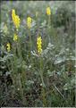 Linaria_ angustissima1_SP