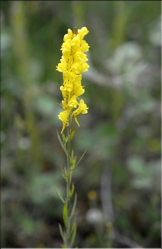 Linaria_ angustissima2_SP