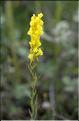 Linaria_ angustissima2_SP
