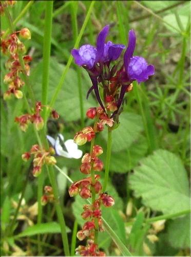 Linaria_pelisseriana_MB