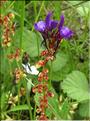 Linaria_pelisseriana_MB
