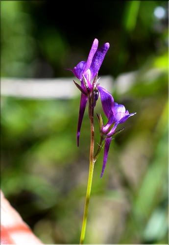 Linaria_pelisseriana_SP