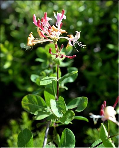Lonicera_etrusca_SP