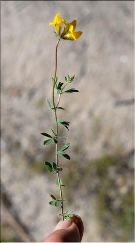 Lotus_corniculatus_SP