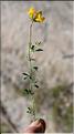 Lotus_corniculatus_SP