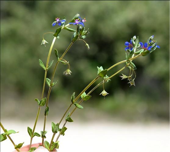 Lysimachia_arvensis1_SP