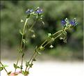 Lysimachia_arvensis1_SP