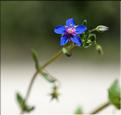 Lysimachia_arvensis2_SP