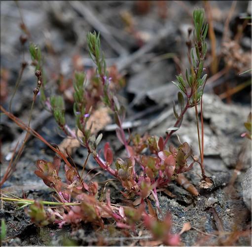 Lythrum_thymifolia1_SP