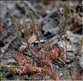 Lythrum_thymifolia1_SP