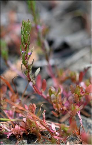 Lythrum_thymifolia2_SP