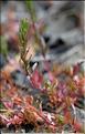 Lythrum_thymifolia2_SP