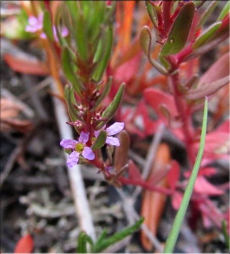 Lythrum_thymifolia_MB