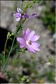 Malva_moschata1_SP