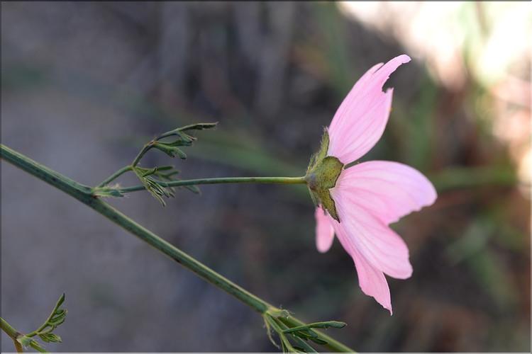 Malva_moschata2_SP