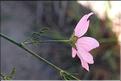 Malva_moschata2_SP