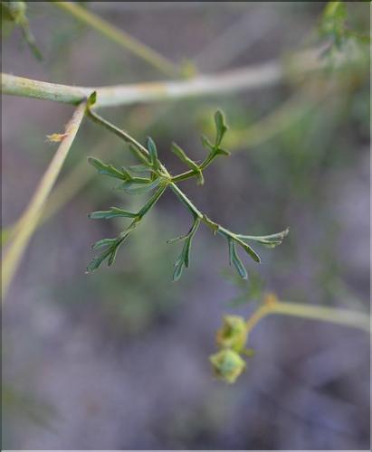 Malva_moschata3_SP