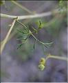 Malva_moschata3_SP