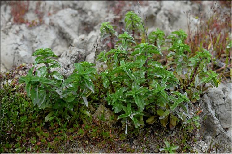 Mentha_cervina1_SP