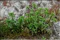 Mentha_cervina1_SP