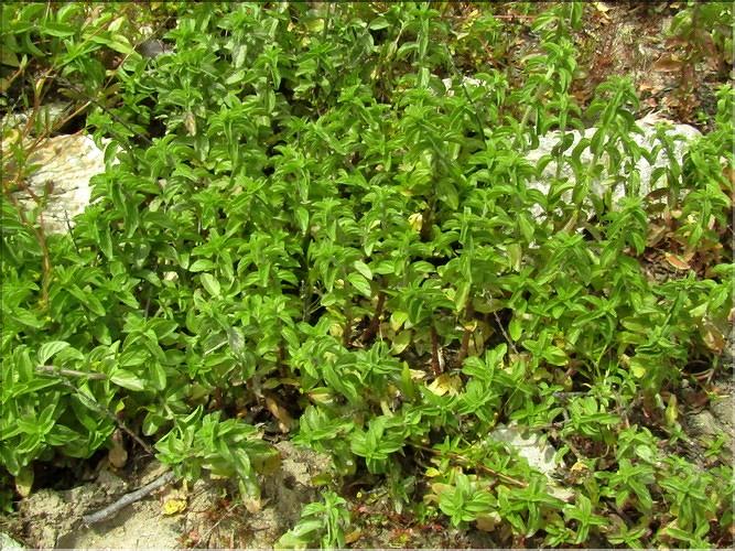 Mentha_cervina2_MB