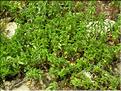 Mentha_cervina2_MB