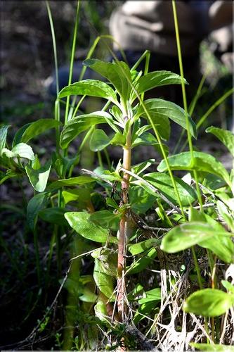 Mentha_cervina2_SP