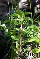 Mentha_cervina2_SP