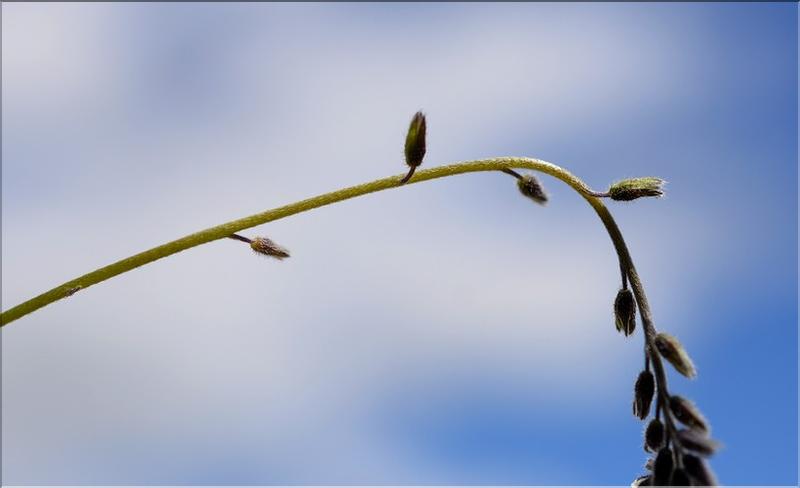 Myosotis_discolor2_SP