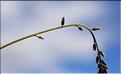 Myosotis_discolor2_SP