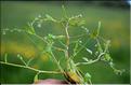 Myosotis_laxa1_SP