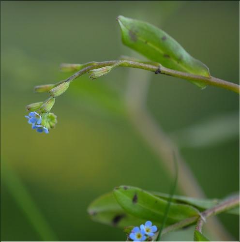 Myosotis_laxa2_SP