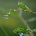 Myosotis_laxa2_SP