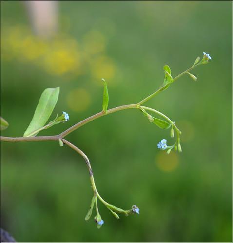 Myosotis_laxa3_SP