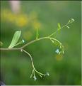 Myosotis_laxa3_SP