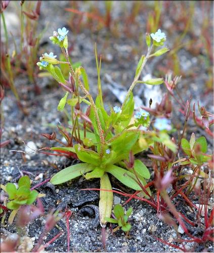 Myosotis_sicula1_SP
