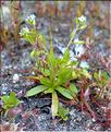 Myosotis_sicula1_SP