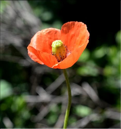 Papaver_dubium_SP
