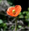 Papaver_dubium_SP