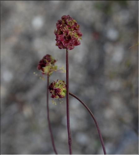 Poterium_balearica_SP