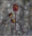 Poterium_balearica_SP