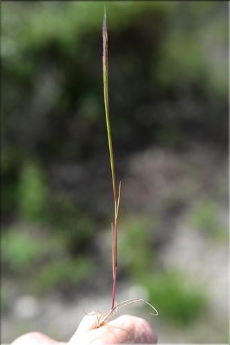 Psilurus_incurvus_SP