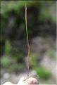 Psilurus_incurvus_SP