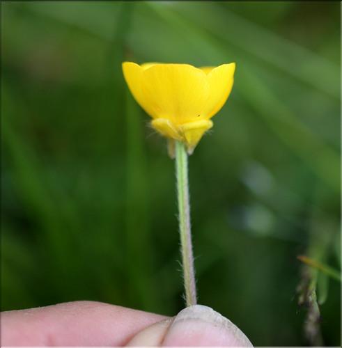 Ranunculus_bulbosus1_SP