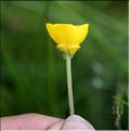 Ranunculus_bulbosus1_SP
