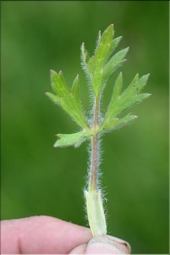 Ranunculus_bulbosus2_SP