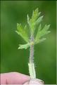 Ranunculus_bulbosus2_SP