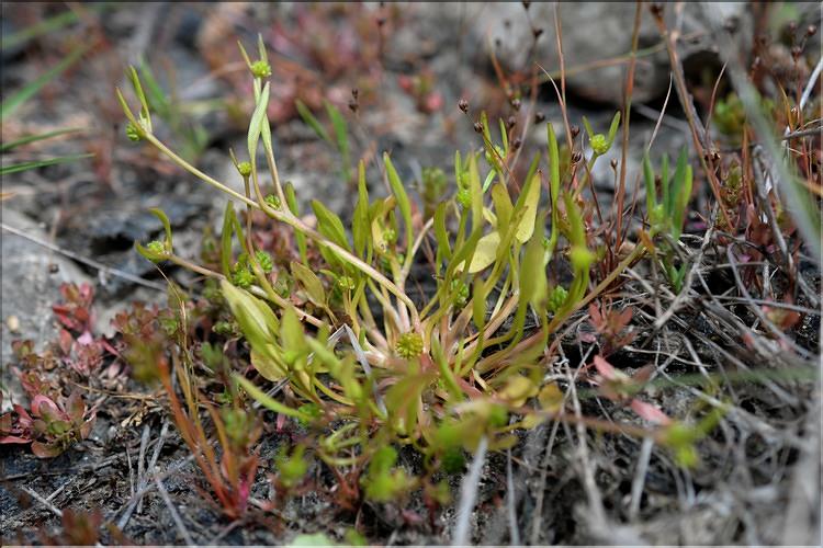 Ranunculus_nodiflorus1_SP