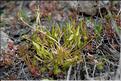 Ranunculus_nodiflorus1_SP